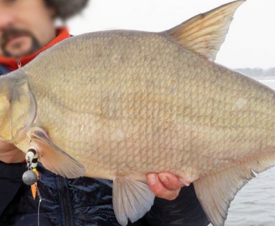 Найбільші лящі, спіймані в Росії та у світі