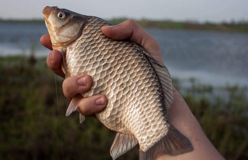 Весняна риболовля на карася Весняна риболовля на карася