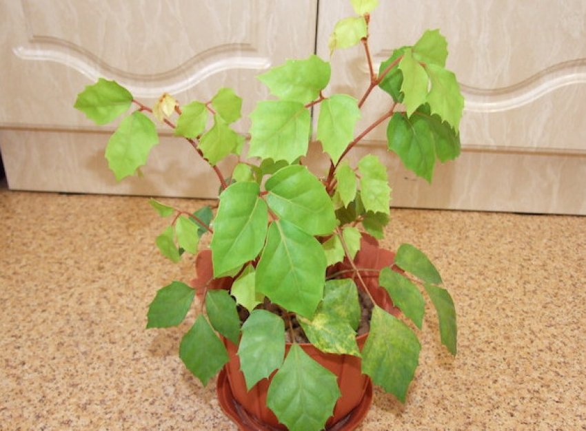 Погано росте роициссус Погано росте роициссус