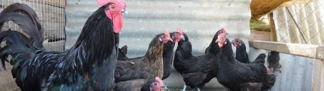 Порода курей синь синь дянь: характеристика, догляд та годівля