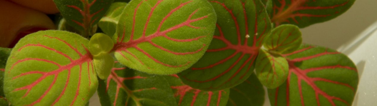 Як доглядати за фиттонией в домашніх умовах