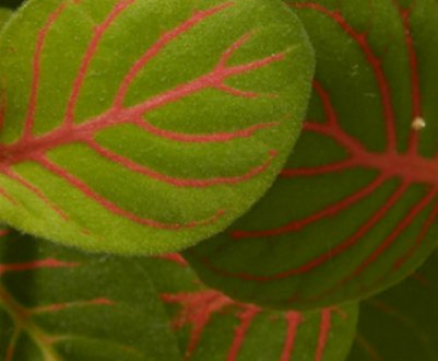 Як доглядати за фиттонией в домашніх умовах