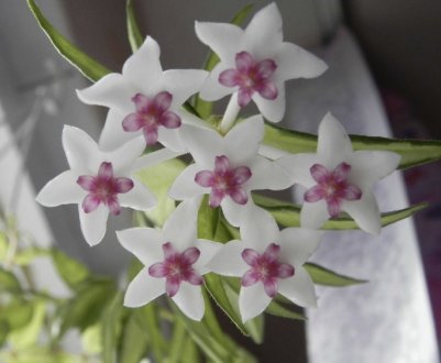 Хойя Белла: догляд в домашніх умовах