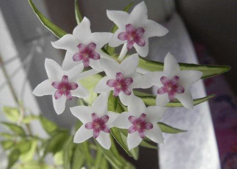 Хойя Белла: догляд в домашніх умовах