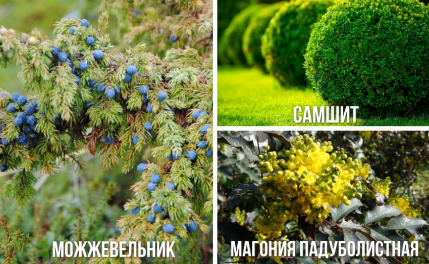 Растения для участка Растения для участка