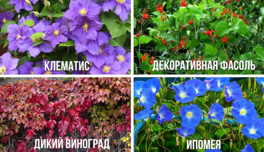 Растения для дизайна Растения для дизайна