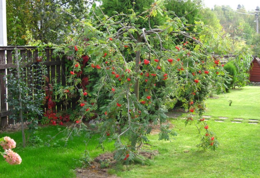 Рябина в ландшафтному дизайні