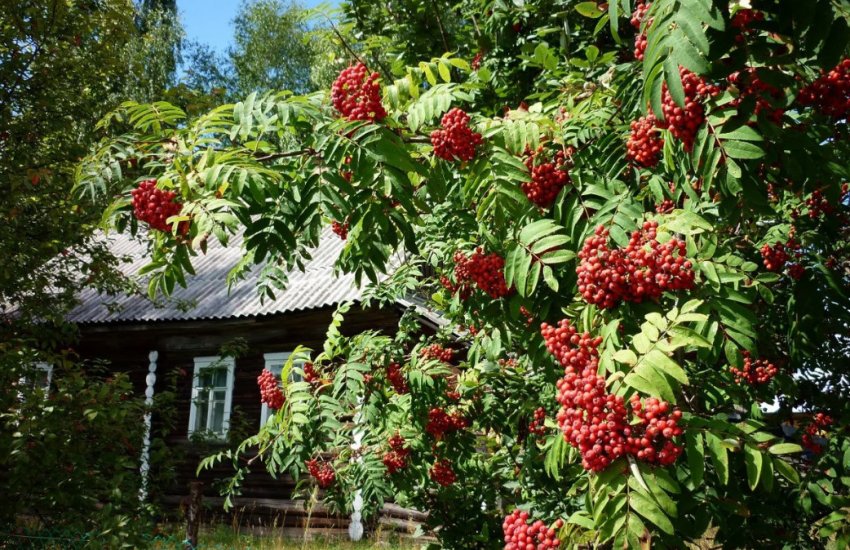 Рябина на ділянці