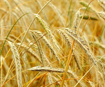 Опис рослини "жито", її корисні властивості та сфера застосування