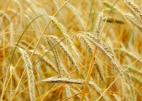 Опис рослини "жито", її корисні властивості та сфера застосування