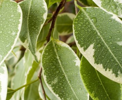 Особливості поливу фікуса в домашніх умовах