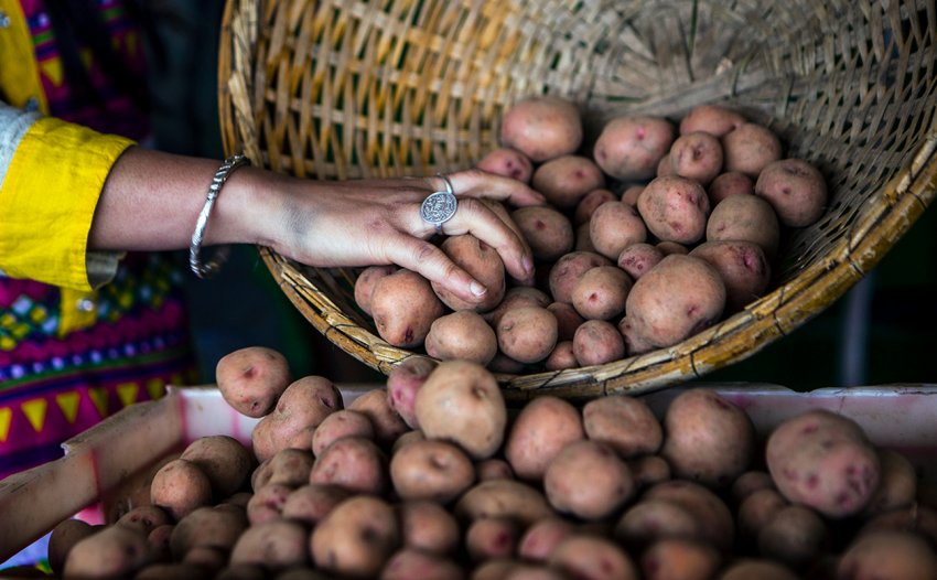 В початку 2020 року Західна Бенгалія виробить на 10% більше картоплі В початку 2020 року Західна Бенгалія виробить на 10% більше картоплі