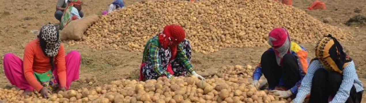 В початку 2020 року Західна Бенгалія виробить на 10% більше картоплі