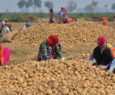 В початку 2020 року Західна Бенгалія виробить на 10% більше картоплі