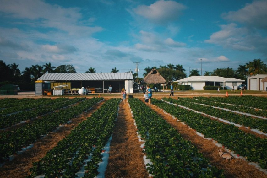 Грибок знищує врожай полуниці в Флориді