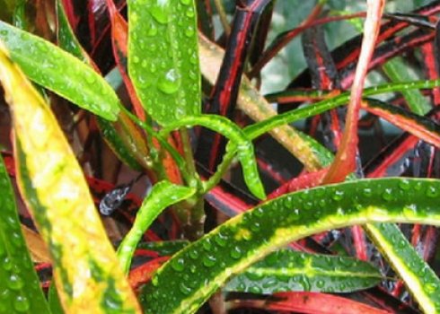 Що робити, якщо кротон скидає листя?