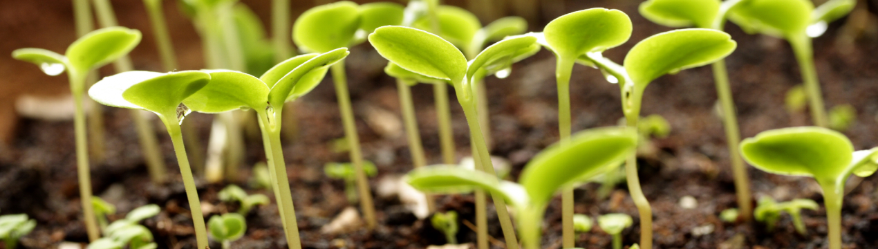 «Довести до ума»: покращуємо купований ґрунт для розсади садових та городніх культур