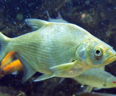 Як зробити поводок для фідера своїми руками для лову ляща