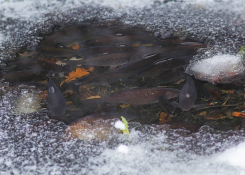 Як зимують карасі та як допомогти рибі пережити зиму в маленькому ставку