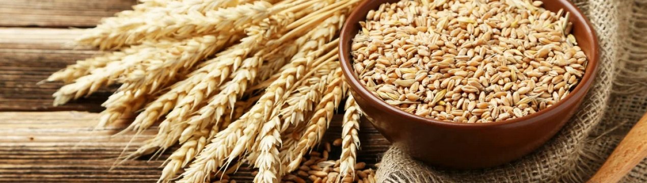 Чи буває алергія на пшеницю, причини та способи лікування захворювання