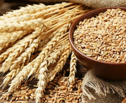 Чи буває алергія на пшеницю, причини та способи лікування захворювання