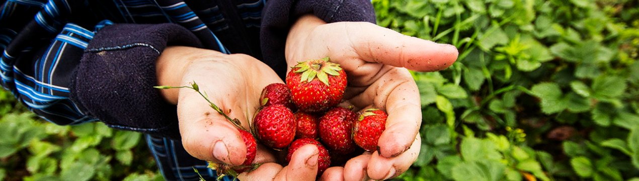 Гриб знищує урожай полуниці во Флориді