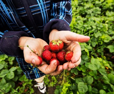 Гриб знищує урожай полуниці во Флориді