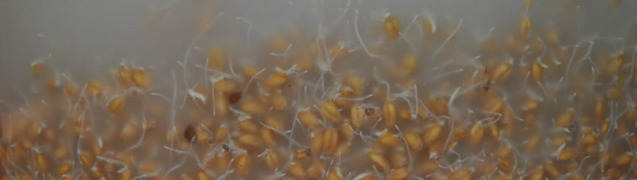 Як зробити самогон із пшениці: рецепти приготування в домашніх умовах