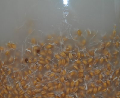 Як зробити самогон із пшениці: рецепти приготування в домашніх умовах