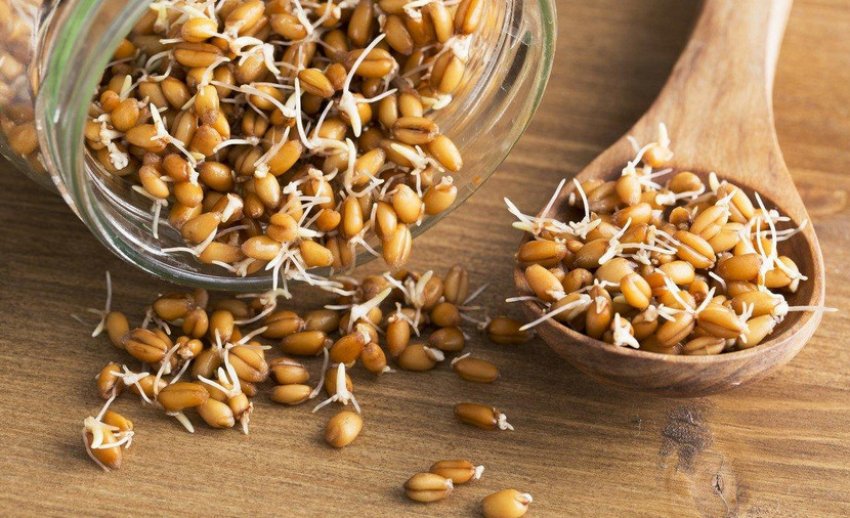 Пророщена пшениця Пророщена пшениця