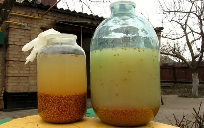 Пшенична брага Пшенична брага