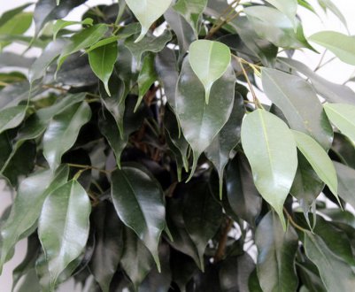 Фікус Даніель: догляд в домашніх умовах