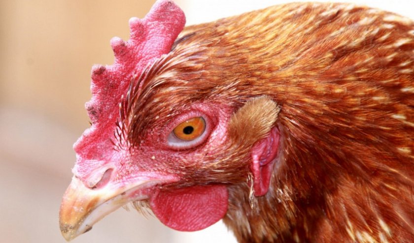 Вакцинация цыплят против оспы thumbnail