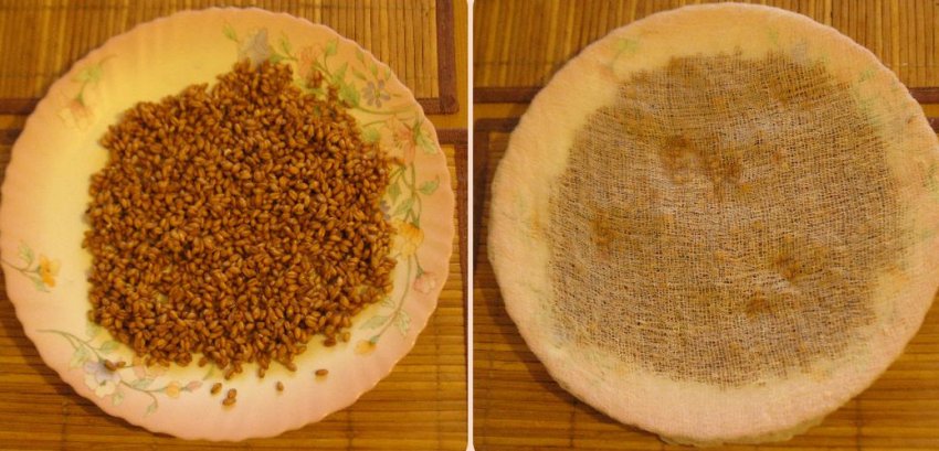 Приготування пшеничного солоду Приготування пшеничного солоду