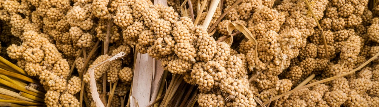 Калорійність, користь і шкода пшона та проса для здоров'я людини