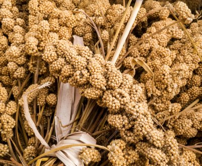 Калорійність, користь і шкода пшона та проса для здоров'я людини