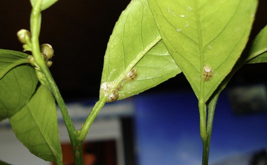 Щитівка на фікус Щитівка на фікус