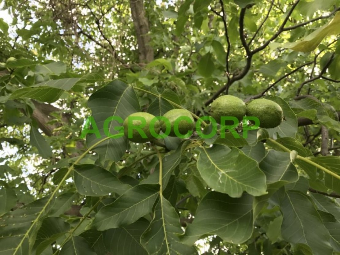 «AgroCorp»