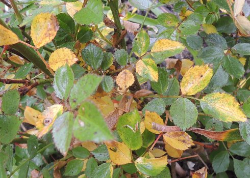 Що робити, якщо у троянди жовтіють листя