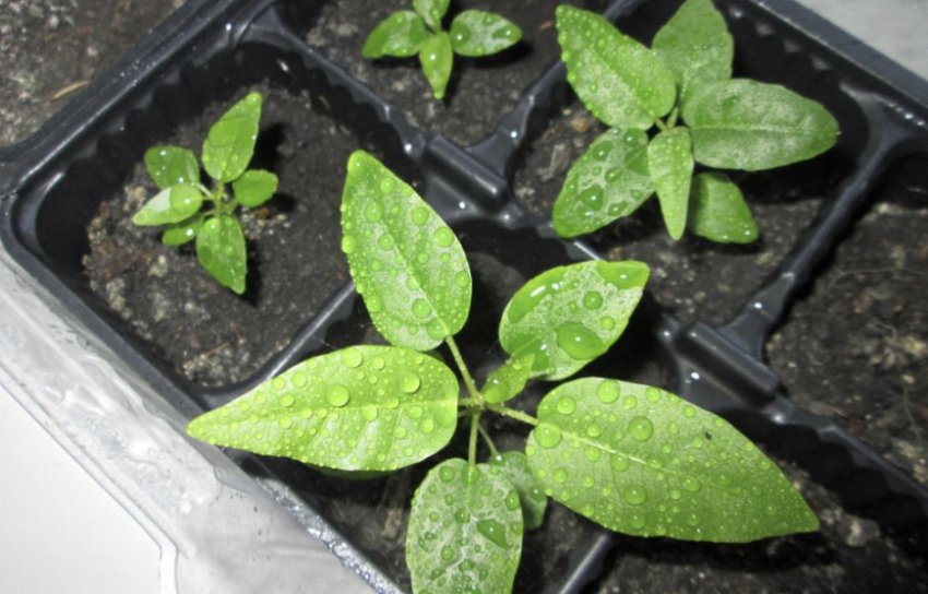 Фікус з насіння Фікус з насіння