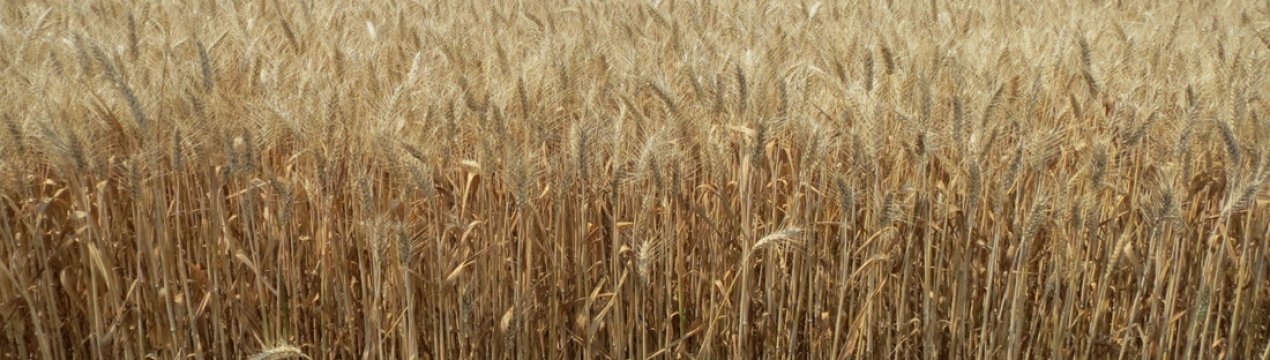 Опис і характеристики пшениці сорту Лідія