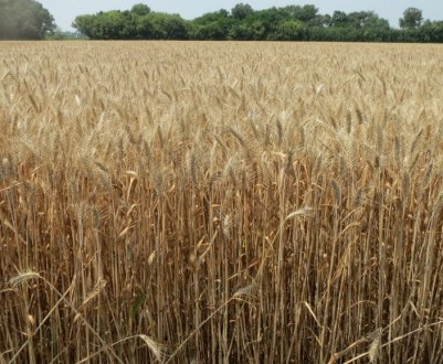 Опис і характеристики пшениці сорту Лідія