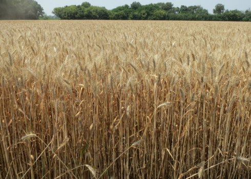 Опис і характеристики пшениці сорту Лідія