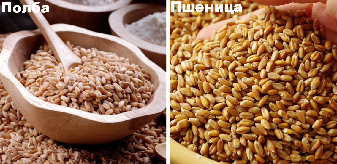 Чем отличается полба от пшеницы, это одно и тоже или нет