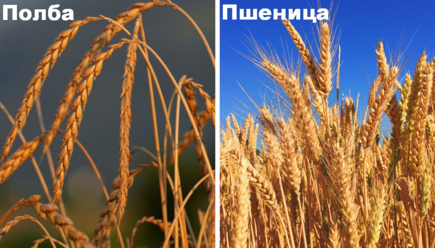 что такое пшеничная полба. Смотреть фото что такое пшеничная полба. Смотреть картинку что такое пшеничная полба. Картинка про что такое пшеничная полба. Фото что такое пшеничная полба