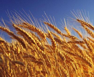 Що означає число падіння пшениці і як його виміряти