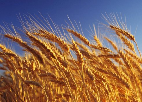 Що означає число падіння пшениці і як його виміряти