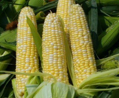 Які прогнози щодо ціни на кукурудзу в США у 2020 році?