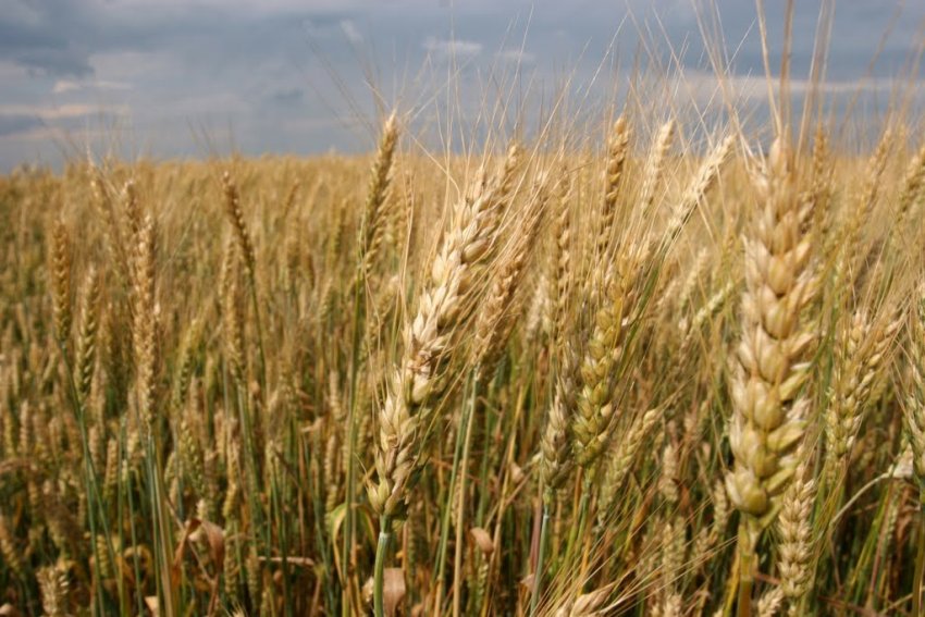 Пшениця Вікторія 11 Пшениця Вікторія 11