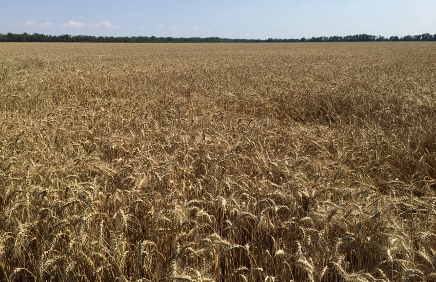 Пшениця сорту Вікторія 11 Пшениця сорту Вікторія 11